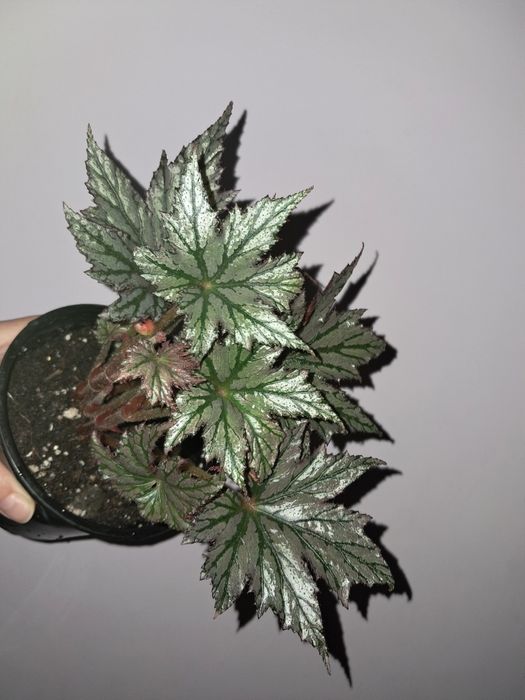 Редкая бегония !