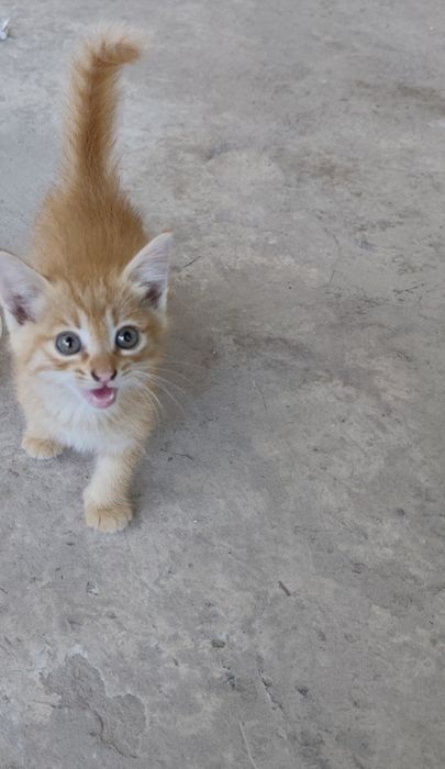 Отдам котят в хорошие руки бесплатно