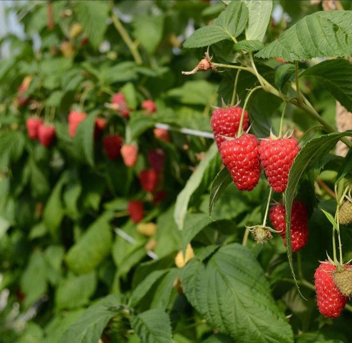 Малина, корамалина. ежевика, ежемалина. Yejimalina, yijiveka, malina