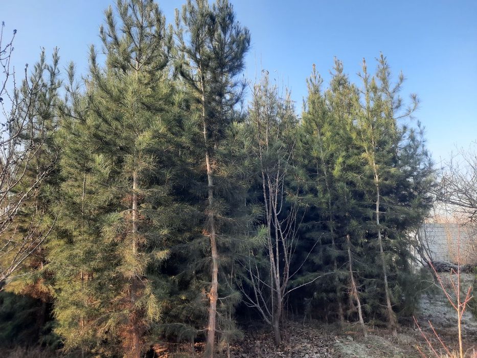 Сасна арча 5йиллик