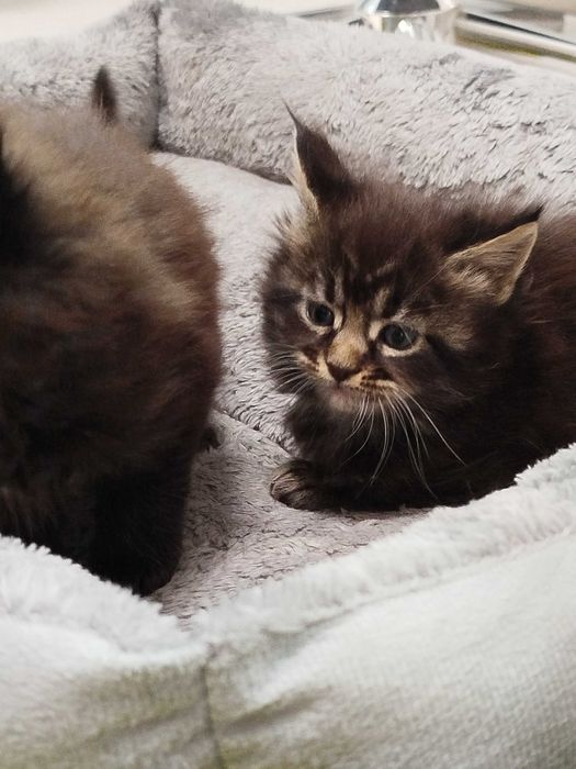 Малки котенца -Мейн Куун