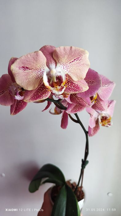 Орхидея phal. Leco Fantastic