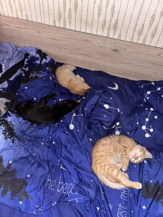 Отдам котят бесплатно
