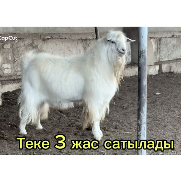 Теке козел коза козлик