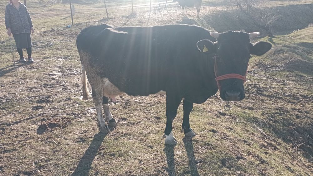 Продается корова без теленка