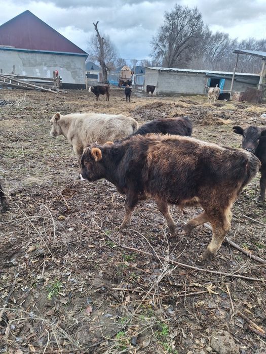 12 бас еркек тайынша сатлады