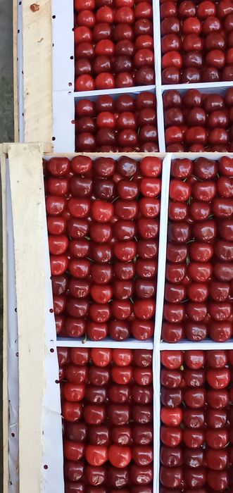 Йирик экспортбоб гилос кучатлари