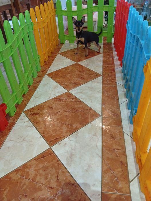 Pinscher varsta 2 luni