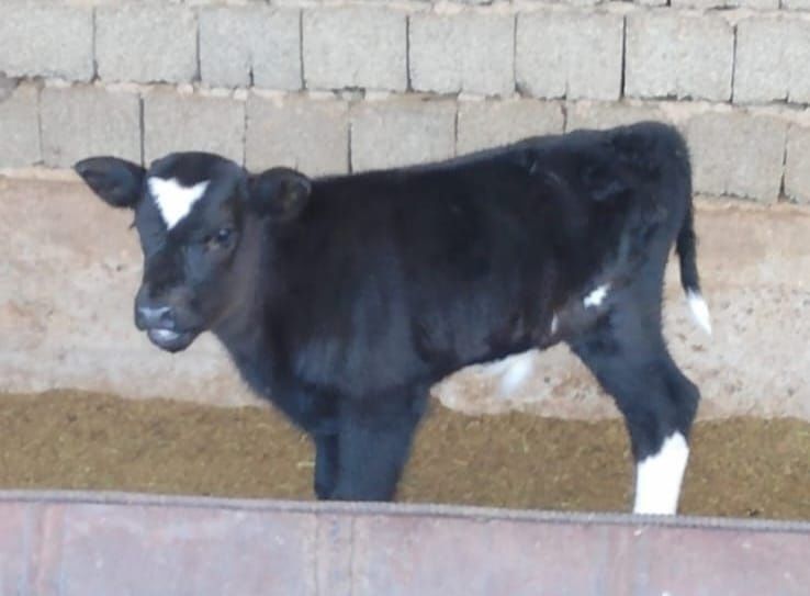 Сатылатын бұзылуы сиыр бар