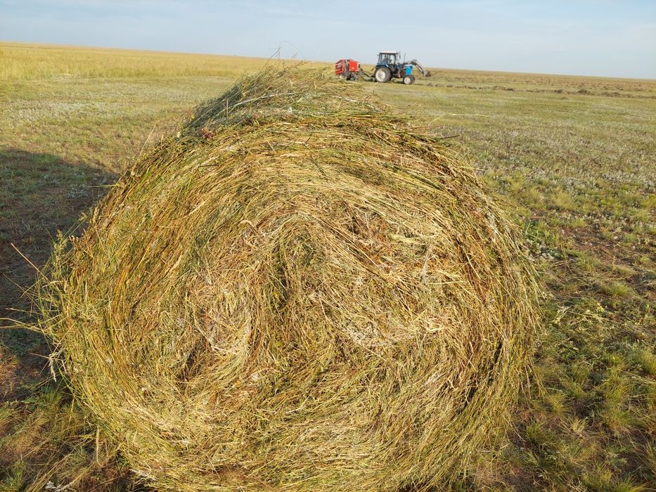 Шөп сатылады сапасы жақсы