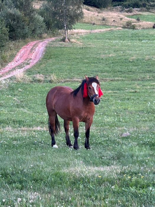 Mânza de vanzare