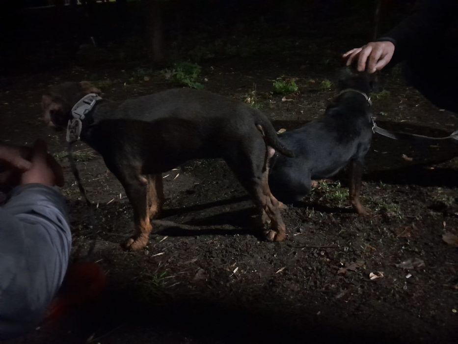 Резерв Ягдтерьер  щенки Родословные