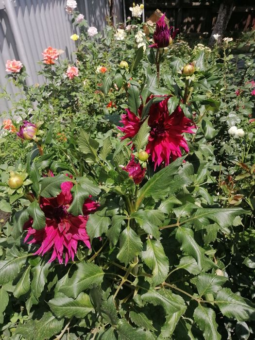 Георгины голландские!