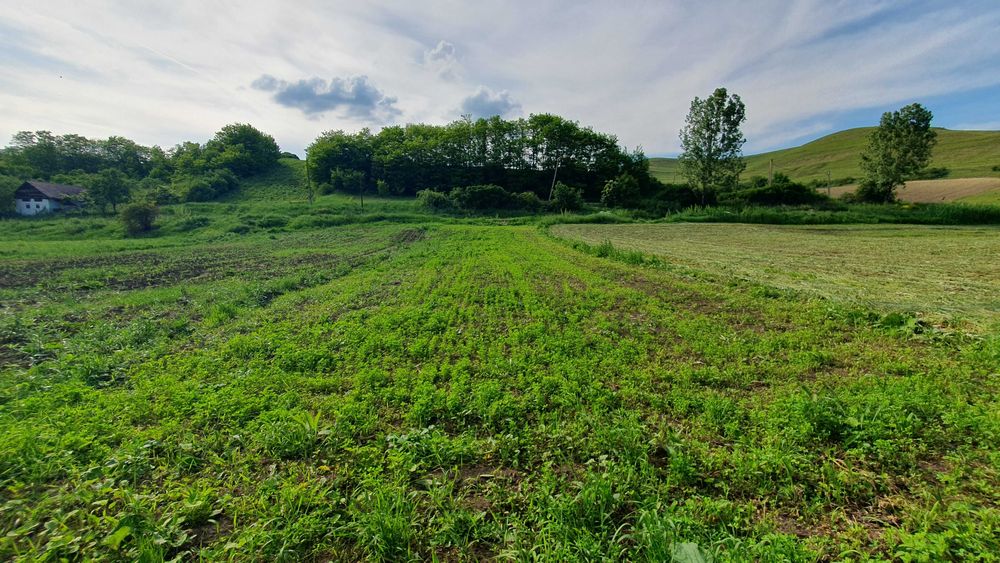 TEREN DE VANZARE ,, Super Oferta ''