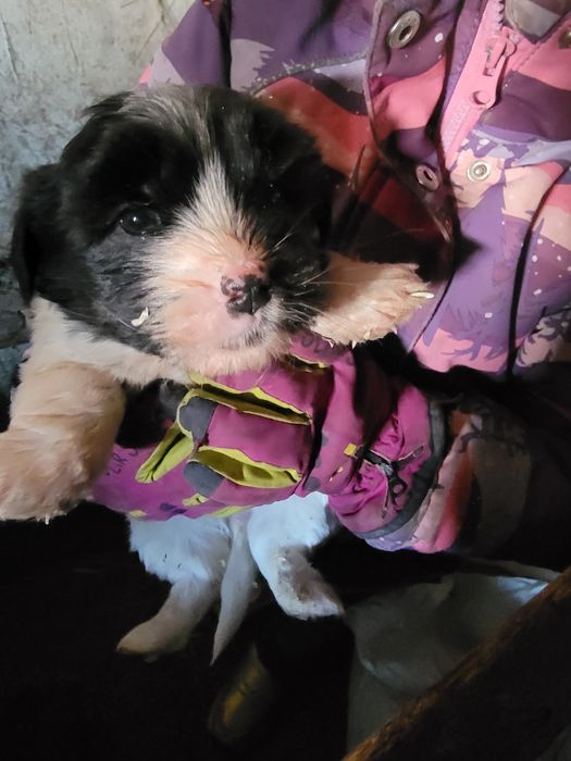 Отдам маленьких щенят