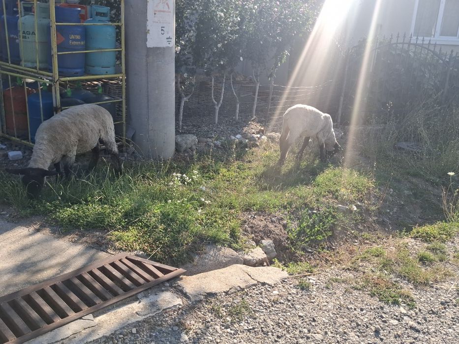 Vând oi sufolk metiș
