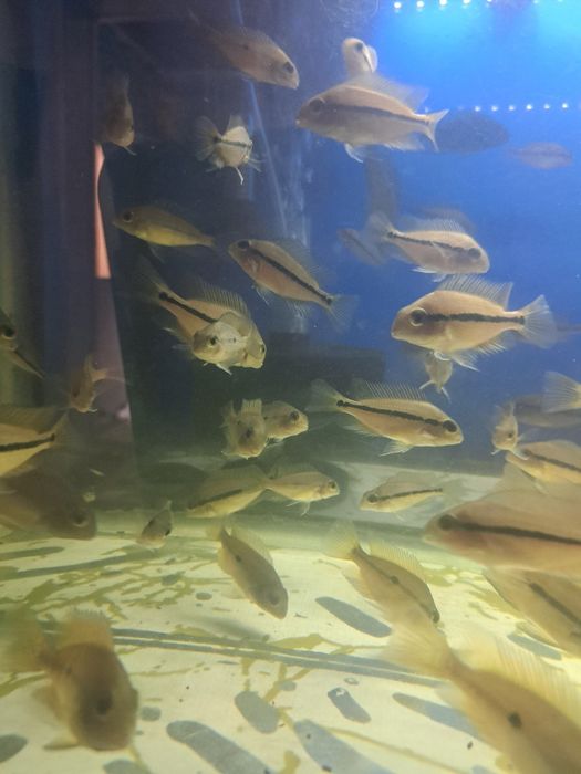 Мальки Никарагуанской цихлозомы