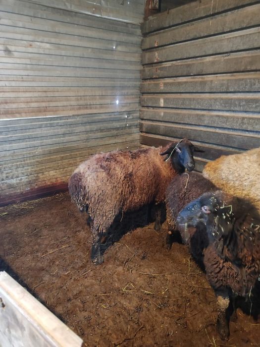 Продам барана жирная