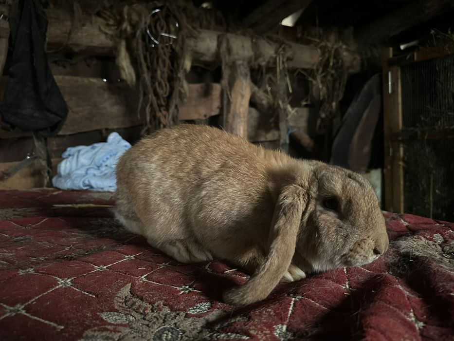 Femela berbec german