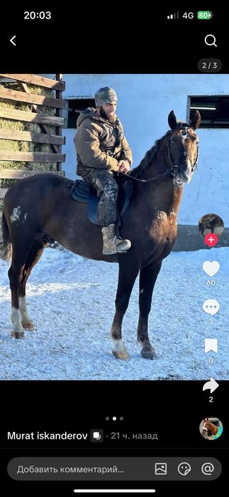 Продам хорошего конч