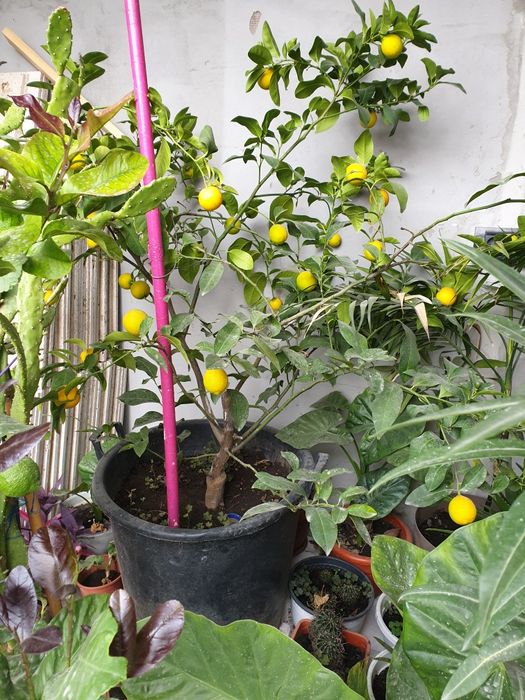 Lămi si plante decorative cufrunze verzi la 1200 lei