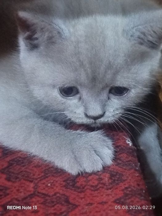 продаётся котёнок