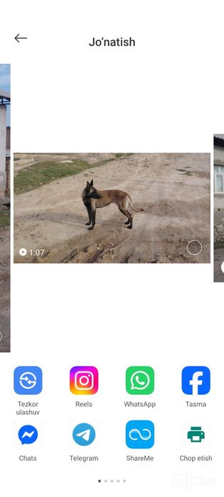 Sotiladi Belgiya malinovasi