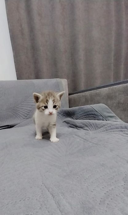 Отдам котят в хорошие руки