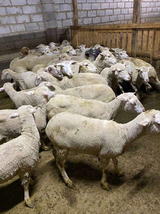 Семіз қойлар бар. Сойып бере аламыз.