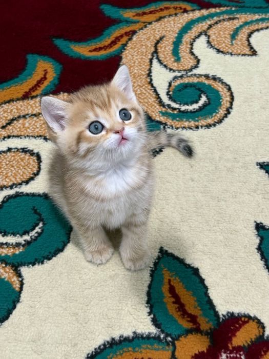 Britanski zolotistiy shinshila