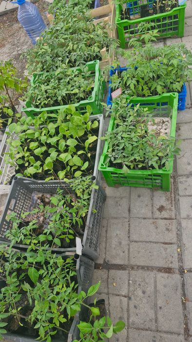 Продам рассаду овощей