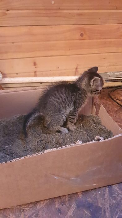 Donație, adopție pisici micuțe