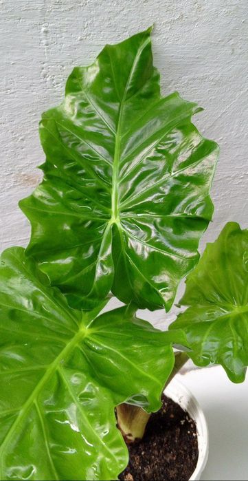 Алоказия Лоу Райдер (Low Rider). Экзотические цветы для дома и офиса