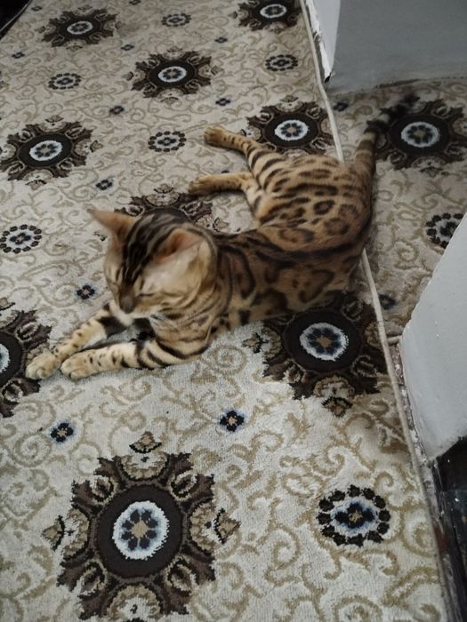 Бенгалиски мушук сотилади