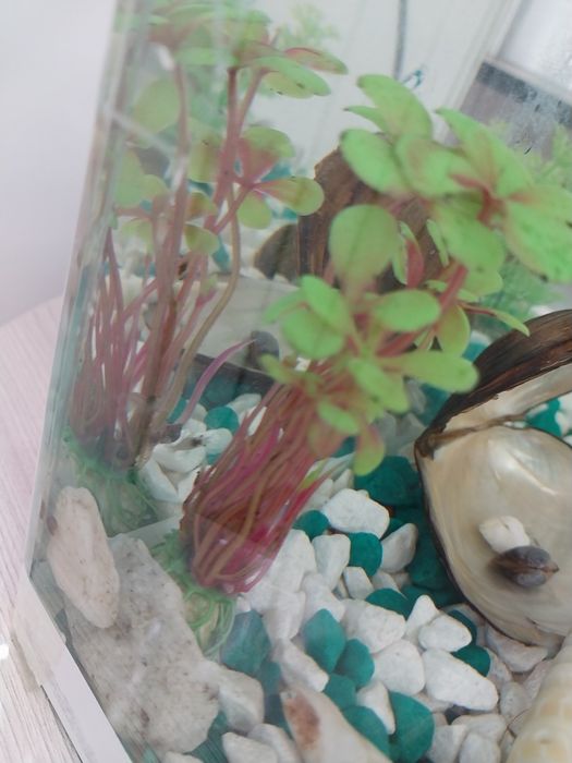 Аквариумные креветки