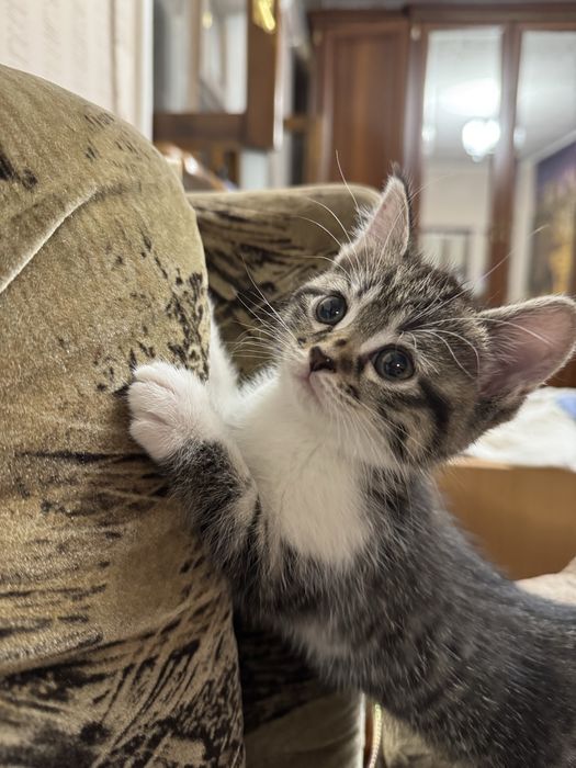 Котята скоттиш фолд