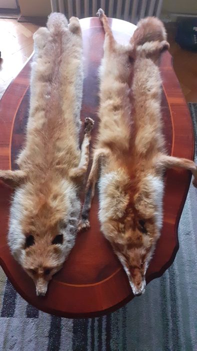 Vând blănuri de vulpi roșcate