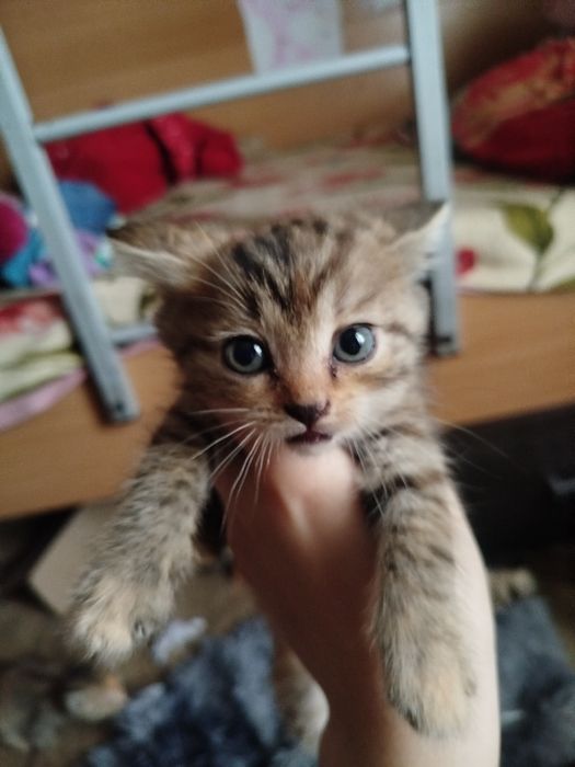 Отдам котят в хорошие руки