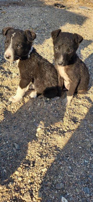 Отдам щенят в добрые руки