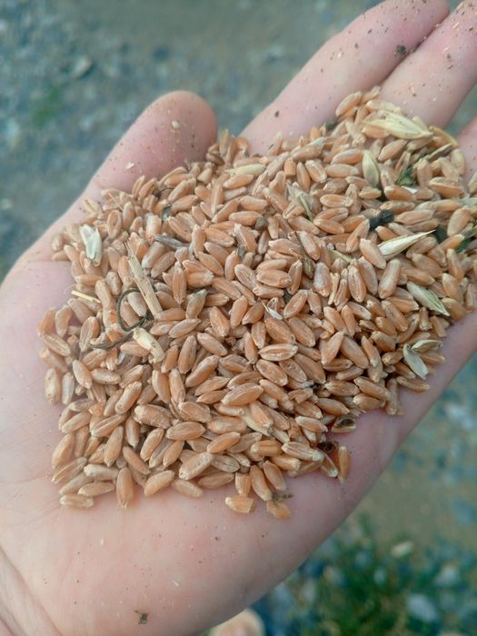 Продам пшеницу клейковина высшая