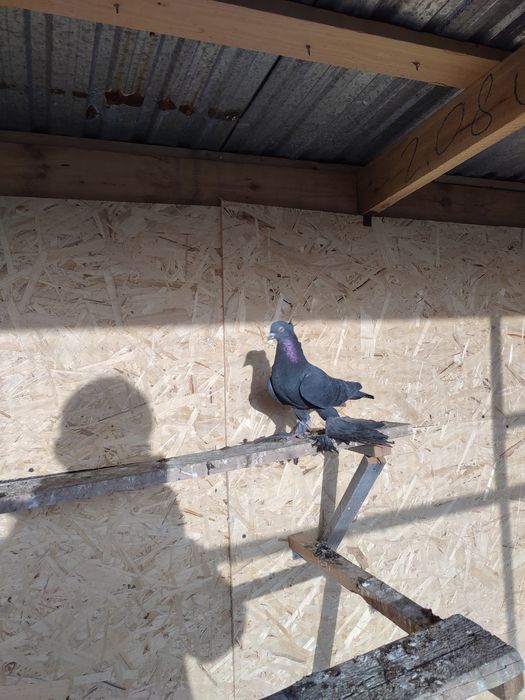 Самец жук чубатый прошлогодний