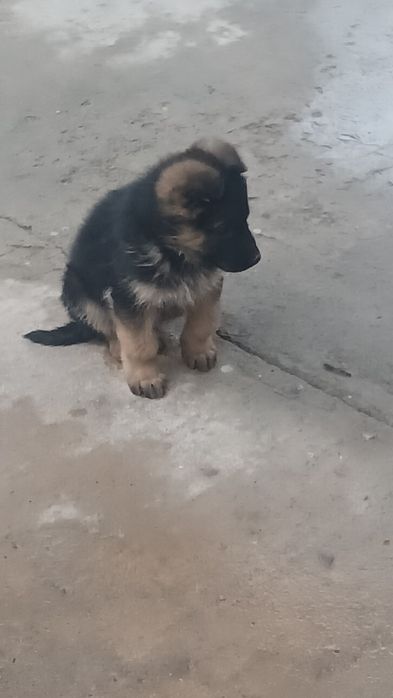 Немецкий щенков сатылады 2айлық еркек күшік