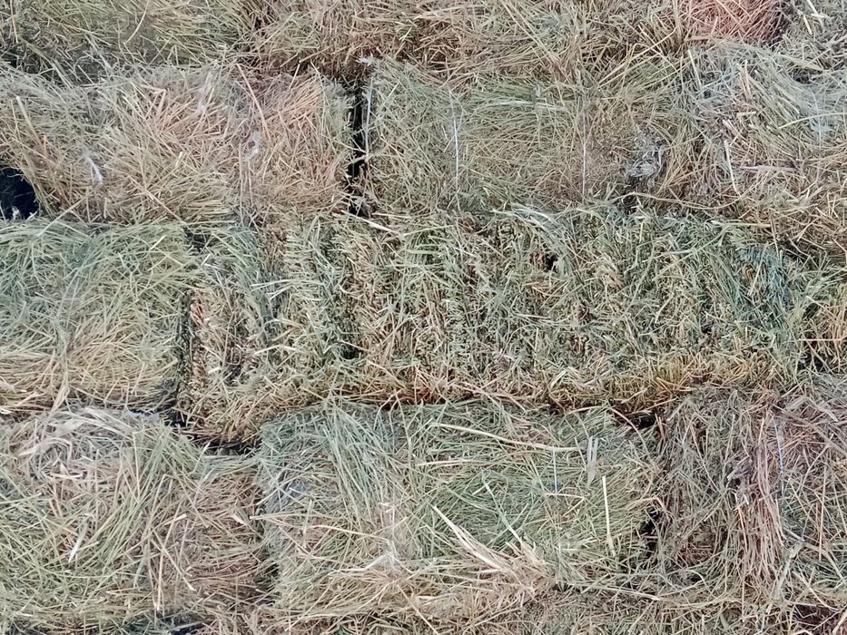 Тюки люцерна 1500тг самовывоз