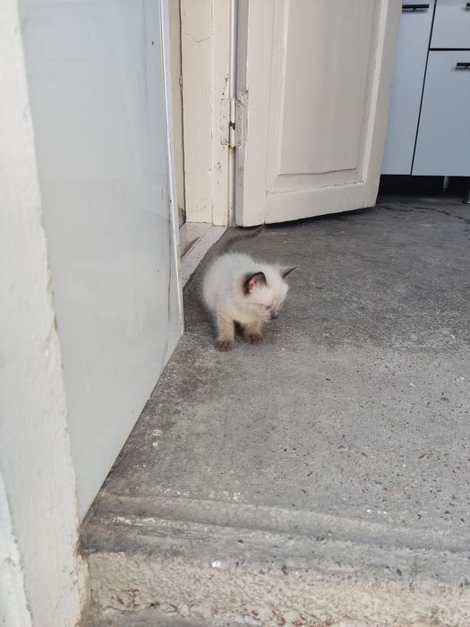 Mushuk bolalari 2 ta Syamski