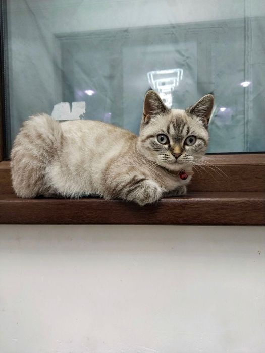 Skotish strayt 3oylik qiz