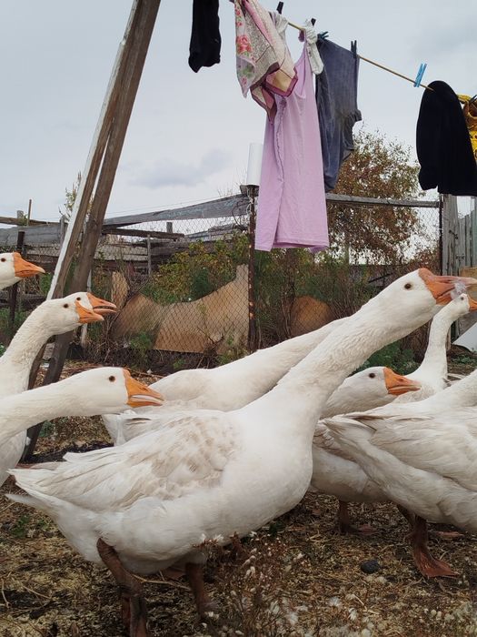 Гуси у бабуси продам