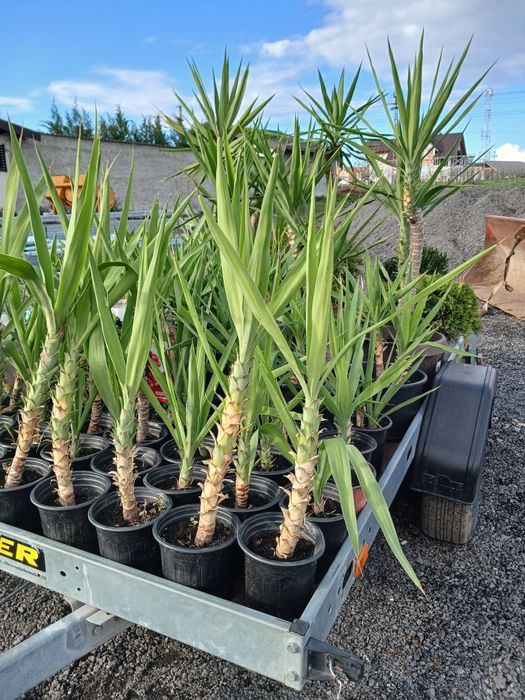 Yucca ieftina ..