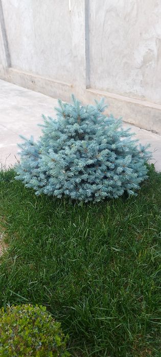 Арча голубой ель Голландия