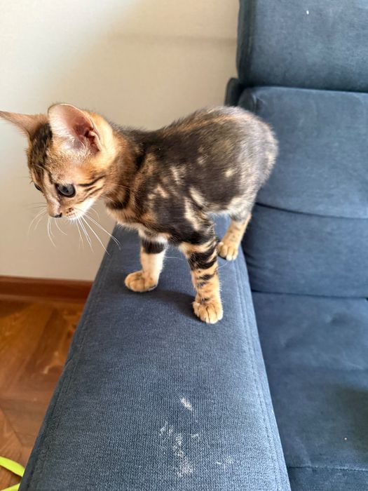 Котенок девочка 2.5 мес кошка Бенгальская