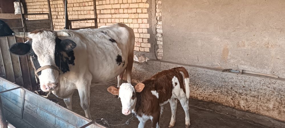 Premium Sigir sotiladi